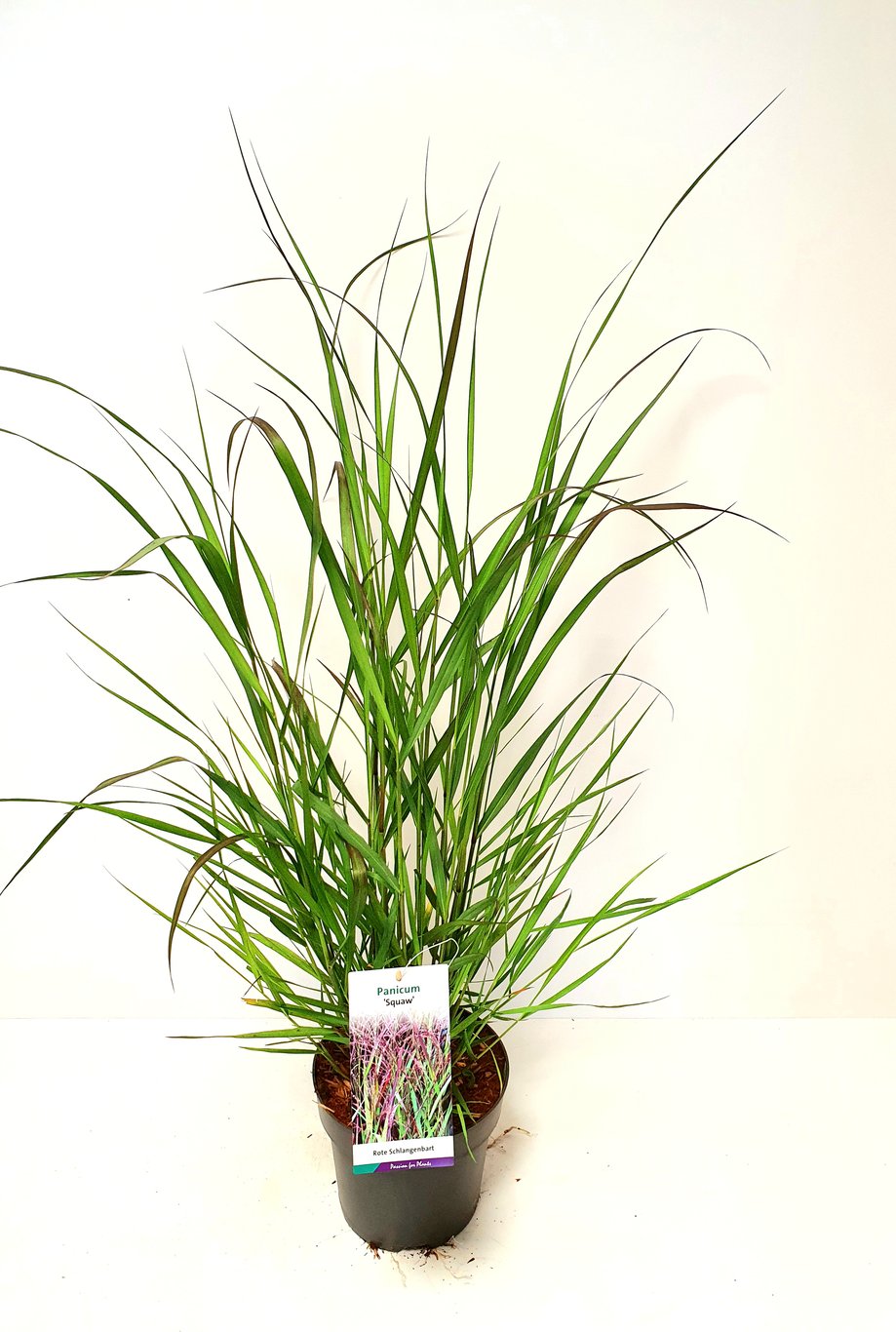 Panicum virgatum 'Squaw' - C5